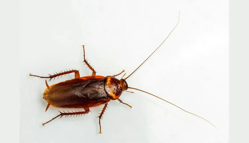 cucaracha 1